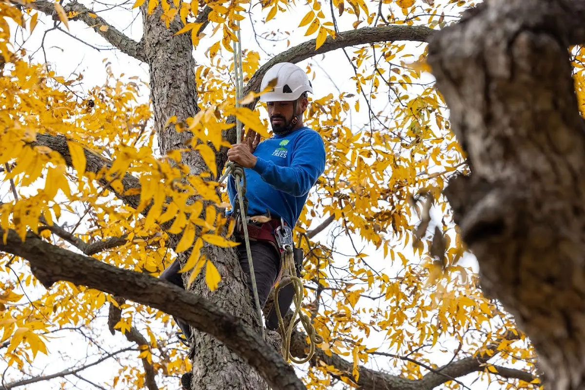 Skilled Tree Planing crew working in Stockton